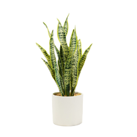 Bonsaï d'orchidée tigrée, plante serpent verte et jaune, Sansevieria en pot, arbre artificiel en plastique PVC, vert et jaune, bonsaï d'orchidée tigrée