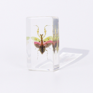Pisapapeles de insectos reales, <span class=keywords><strong>flor</strong></span> enjoyada, espécimen de resina <span class=keywords><strong>Mantis</strong></span>, herramientas educativas para la enseñanza de Biología - Product Image 3