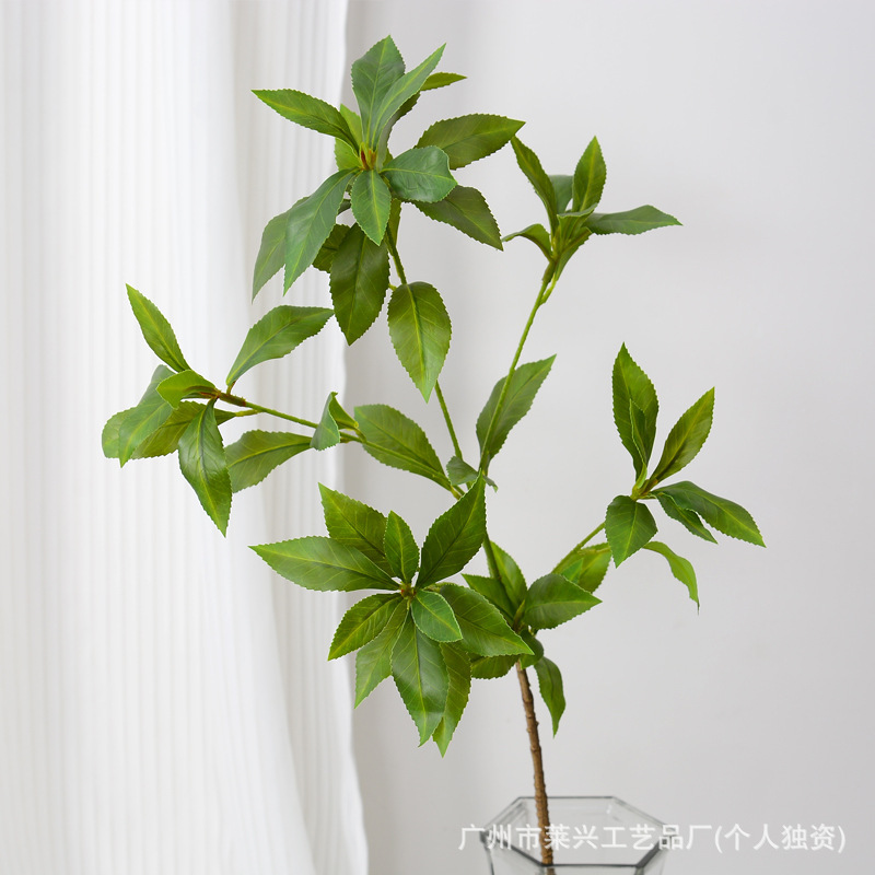 Pieris japonica - Branche courte 78CM