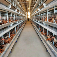 Nouvelles cages à poulets de chair en batterie de type H à 4 niveaux, entièrement automatiques, en acier galvanisé à chaud, à prix réduit