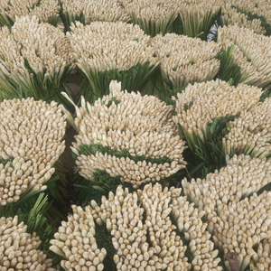 Vietnam Fresh Frozen Lemongrass IQF Processed Clean Herb for Culinary Industry - Product Image 1