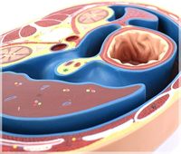 Sección Transversal Abdominal, Vértebra Torácica, Hígado, Intestino, Músculo, Corte Horizontal, AIDS, CE/ISO