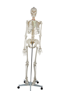 Modelo de <span class=keywords><strong>Esqueleto</strong></span> <span class=keywords><strong>Humano</strong></span> de PVC Avanzado de 180 cm con Músculos y Ligamentos, Maniquí de Anatomía para Entrenamiento Escolar - Product Image 5