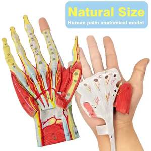 Modelo de Anatomía de músculo humano de mano extraíble de ciencia médica, modelo de <span class=keywords><strong>esqueleto</strong></span>, modelo de nervio de vaso sanguíneo principal, 7 piezas de mano - Product Image 6