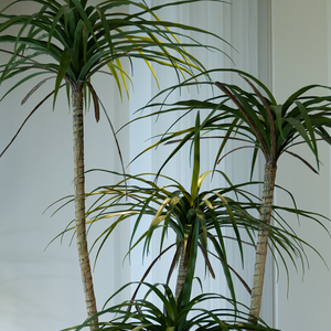 Agave Artificielle en Plastique Souple, Arbre Tropical en Pot <span class=keywords><strong>100</strong></span>-200cm, Décoration Commerciale pour Hôtels, Centres Commerciaux, Cours et Aménagements Paysagers - Product Image 4