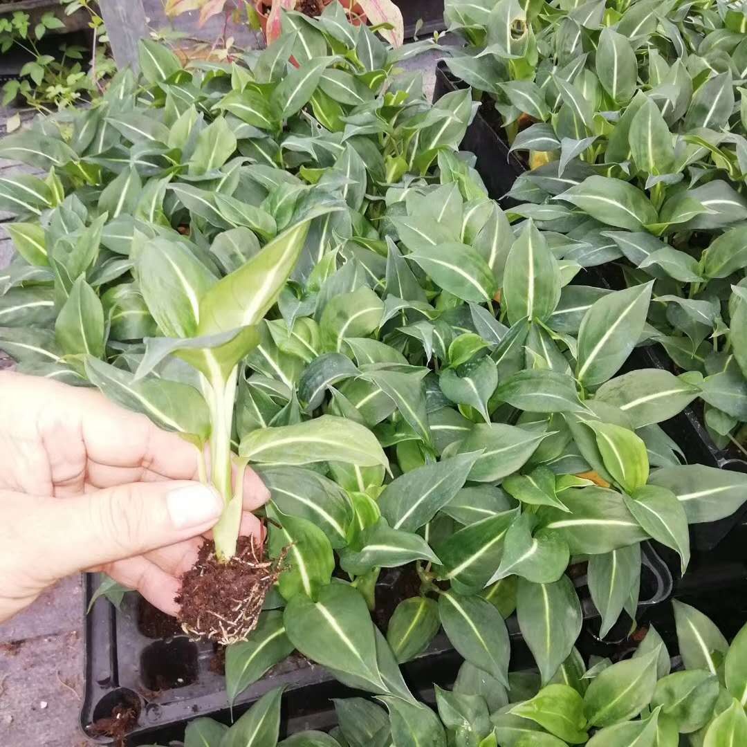 Папиросная культура саженцы растений зеленая Волшебная белая пальма