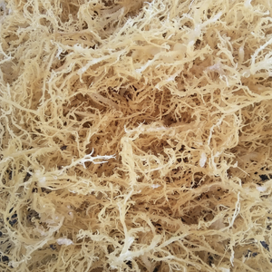 มอสทะเลดิบป่าที่ผ่านการทำมาเพื่อการดูแลผิวเพื่อสุขภาพธรรมชาติและเพิ่มภูมิคุ้มกันโดยผู้จัดจำหน่ายทองคำ99รายจากเวียดนาม - Product Image 1