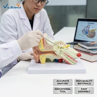 Modèle anatomique de l'œil humain agrandi, modèle d'œil géant démontable pour l'enseignement médical et la biologie, CE/ISO/ROHS/CNAS
