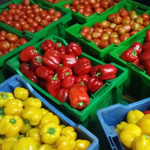 Grande serre agricole personnalisée Double système hydroponique intégré en PE pour la culture de fraises Serre en polycarbonate - Product Image 5