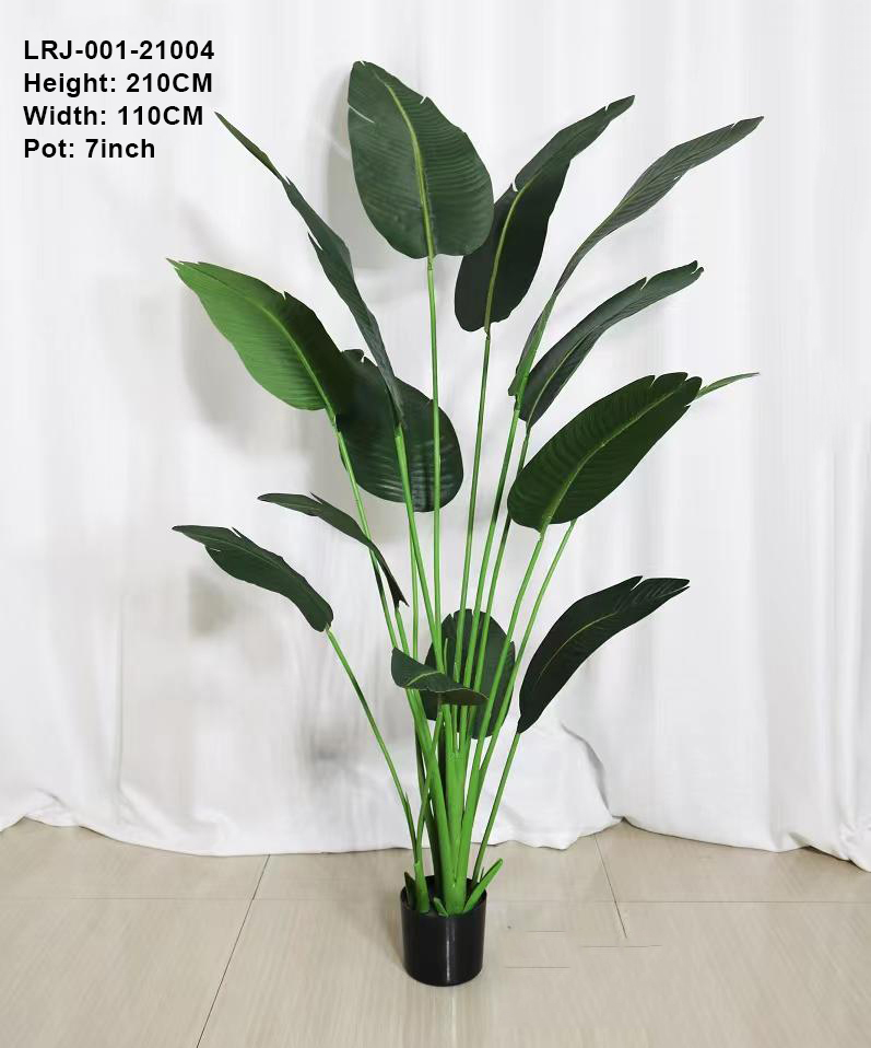 210cm/árbol del viajero