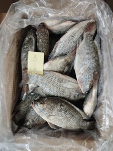 Vivana — eau fraîche pour poissons africains, 500-800, vente en gros, prix - Product Image 6