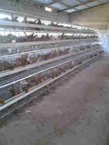 Cages à poulets galvanisées à chaud à 4 niveaux et 5 portes pour l'élevage de 10 000 poulets - Product Image 4
