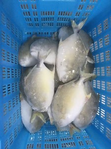 Pompano Dorado / Pomfret Entero Congelado de Cultivo en Jaula de Aguas Profundas, 400-600g, 500-600g, 800g+, <span class=keywords><strong>Trachinotus</strong></span> Blochii - Product Image 6