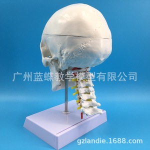 Modèle de crâne blanc pur avec colonne cervicale ; crâne humain adulte naturel ; crâne adulte, vertèbres cervicales, artère et cuir chevelu - Product Image 4