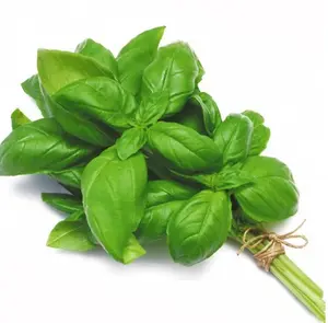 Minyak esensial Basil (India) dengan harga grosir-100% minyak esensial Basil murni (tipe Methyl Chavicol)