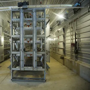 Automated Hen Poultry Layers Cage System