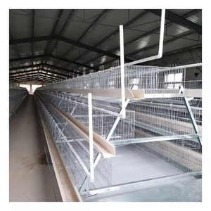 Automatic Broiler Chicken Farming Equipment <strong>a</strong> <strong>Type</strong> Poultry Broiler <strong>Cage</strong> for Nigeria - Product Image 3