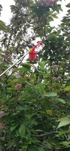 Pollinateur Électrique pour Arbres Fruitiers : Pêche, <span class=keywords><strong>Poire</strong></span>, Tomate - Machine à Fertiliser les Fleurs - Product Image 3