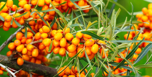 Darwin bán buôn cây hắc mai biển hạt giống/dầu trái cây hữu cơ cây hắc mai biển dầu - Product Image 3