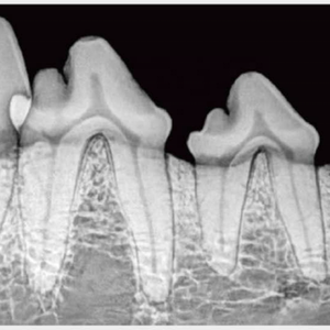 Capteur intra-oral à comptage de photons Vetoo pour radiographie dentaire vétérinaire, images diagnostiques de haute qualité, sans fil, portable - Product Image 6