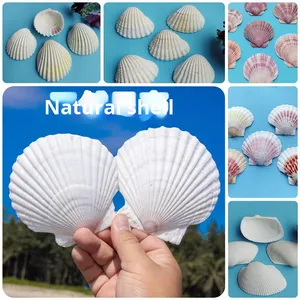 天然ホワイトシェルDIY手作り絵画グラフィティオーシャンスタイルウォールステッカーハワイアンビッグホワイトファンシェル卸売 - Product Image 5