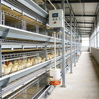 Vente directe usine : Cages à poules pondeuses en acier préfabriquées pour ferme avicole, design contemporain, modèle complet