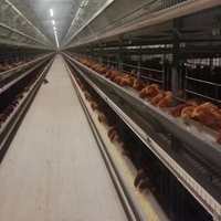 2025 nouvelle production Dimension personnalisée couche automatique complète 5 niveaux batterie poulet système de cage d'élevage pour la ferme moderne
