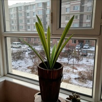 Vente en gros de plantes artificielles en plastique au toucher réel, tiges et racines de Cymbidium, verdure recyclable pour pot, vase, Noël, Pâques