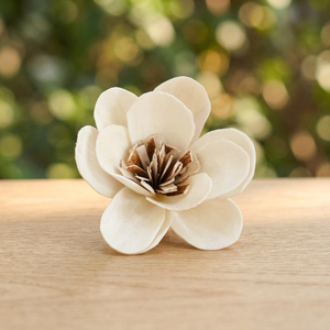 Wholesale White 5 cm Sola Wood Environmental Friendly Thailand Dried <b>Reed</b> <b>Diffuser</b> Decorative Wedding Indoor Flowers Plants - Product Image 2