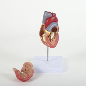 Modelo Anatomia do Coração Humano Destacável Demonstração Educacional Ciência Médica para Escolas Médicas - Product Image 4