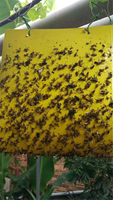 Ecologisch afbreekbare papieren insectenvangplaat, niet-toxisch, gele vliegenvanger voor landbouw en kas ongediertebestrijding