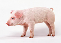 Poudre d'enzyme phytase thermostable et résistante aux acides, 25 kg/sac, approvisionnement en vrac direct usine pour l'alimentation composée des porcs, de la volaille et des animaux aquatiques