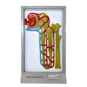 GelsonLab HSEM-004 eléctrico urinario formación modelo urinario camino modelo - Product Image 1