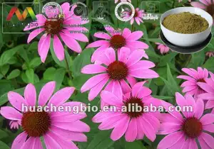 Chiết Xuất Từ Echinacea Purpurea Chiết Xuất Từ Echinacea