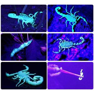 <span class=keywords><strong>Linterna</strong></span> Frontal LED Recargable con Batería 18650, Ideal para Capturar Escorpiones - Product Image 6