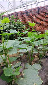 Clips de fixation pour soutenir les tiges <span class=keywords><strong>des</strong></span> fleurs, <span class=keywords><strong>des</strong></span> plantes grimpantes, <span class=keywords><strong>des</strong></span> légumes et <span class=keywords><strong>des</strong></span> tomates - Product Image 3