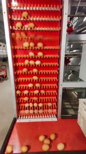 Yeni durum için otomatik çinko alüminyum magnezyum alaşımlı pil kafes tavuk <span class=keywords><strong>Coop</strong></span> <span class=keywords><strong>Pullet</strong></span> civciv katmanlı yuvalama yumurta kanatlı - Product Image 6