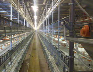 Poutres de plaque de support de fumier de porc Poutres de support de sol frp triangulaires - Product Image 4