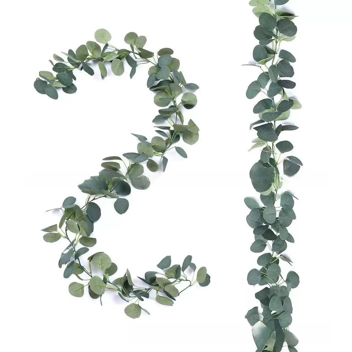 Feuilles et lianes d'eucalyptus