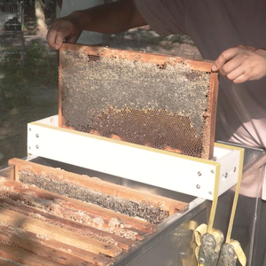 Herramientas de Apicultura, Desoperculadora de Miel de Doble Rodillo, Desoperculadora de 30 Marcos, Máquina Desoperculadora de Miel de Panal en 5 Minutos - Product Image 1