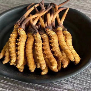 Produk ketinggian tinggi <span class=keywords><strong>Cordyceps</strong></span> Sinensis Wild <span class=keywords><strong>Cordyceps</strong></span> - Product Image 2