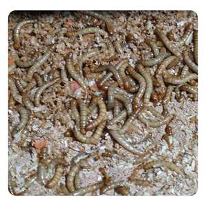 Snack per Animali Domestici, Larve di Tarme Gialle, Cibo per Uccelli, Mangime per Criceti, Snack Ornamentali - Product Image 4