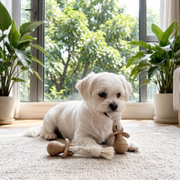 Jouet interactif pour chien en forme de sucette, personnalisable, en bambou écologique et TPR, avec corde, pour vente en gros
