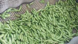FengXiang MSTP-500 Machine à éplucher les légumes <span class=keywords><strong>automatique</strong></span> haute productivité pour l'ail, les pommes de terre, les carottes et les légumes racineux, avec fonction de lavage - Product Image 4