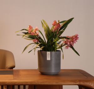 กระถางปลูกต้นไม้อวบน้ำแบบลวดสำหรับประดับในสวนกระถางปลูกพืชอวบน้ำผลิตได้หลากหลายขนาด (TP-9-LS-2) - Product Image 3