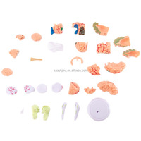 Modèle de cerveau humain miniature éducatif, en PVC, décomposable, avec 32 pièces amovibles pour les sciences médicales