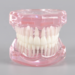 Modello Ortodontico Dentale Trasparente <span class=keywords><strong>Standard</strong></span> per Dimostrazione e Pratica dei Supporti - Product Image 6