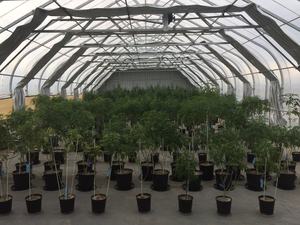 चिकित्सा सुरंग सन ग्रीनहाउस - Product Image 4