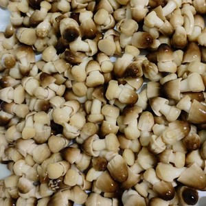 Nuovo raccolto alimenti integrali in scatola freschi secchi paglia di funghi e ostrica marrone funghi conservati in salamoia - Product Image 1