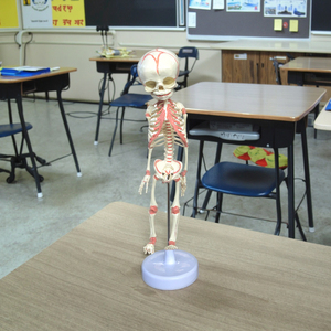 Esqueleto <span class=keywords><strong>de</strong></span> feto <span class=keywords><strong>de</strong></span> <span class=keywords><strong>30</strong></span> <span class=keywords><strong>semanas</strong></span> <span class=keywords><strong>de</strong></span> edad, modelo <span class=keywords><strong>de</strong></span> esqueleto Mini, modelo <span class=keywords><strong>de</strong></span> esqueleto <span class=keywords><strong>de</strong></span> plástico - Product Image 3